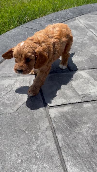 Teddy, a male Cavapoo for sale in Shipshewana, IN – 8 of 8