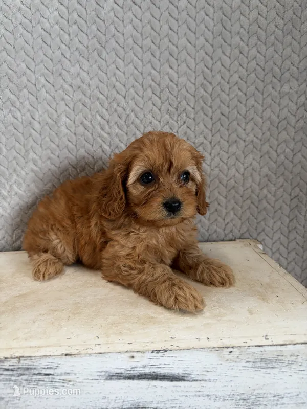 Macy – Cavapoo puppy for sale in Shipshewana, IN