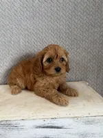 Macy, a female Cavapoo for sale in Shipshewana, IN – 1 of 9