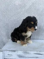 Sadie, a female Miniature Bernedoodle for sale in Shipshewana, IN – 6 of 10