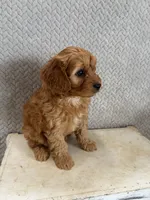 Mason, a male Cavapoo for sale in Shipshewana, IN – 5 of 9