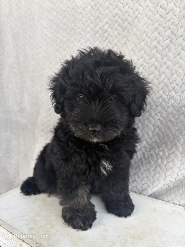 Chase – Miniature Aussiedoodle puppy for sale in Shipshewana, IN