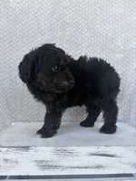 Casper, a male Miniature Aussiedoodle for sale in Shipshewana, IN – 6 of 8