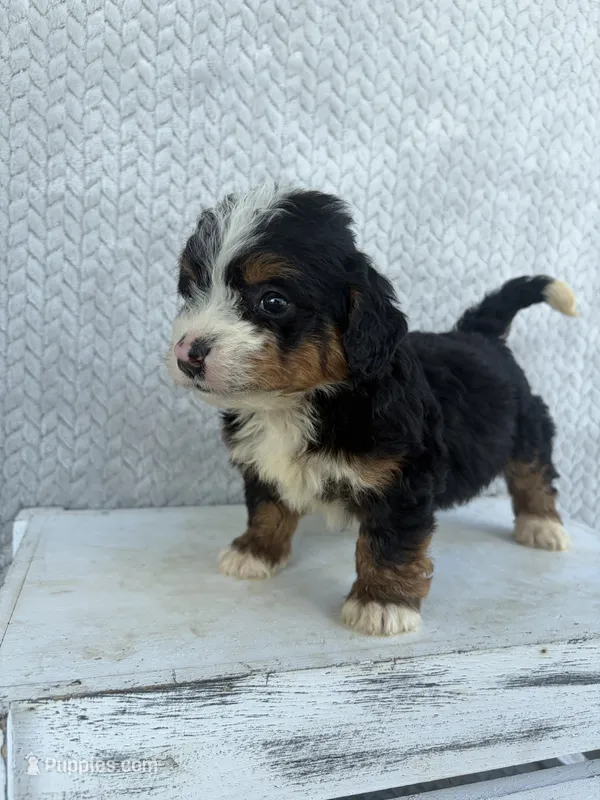 Summer – Miniature Bernedoodle puppy for sale in Shipshewana, IN