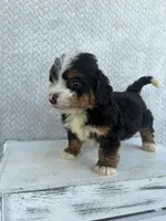 Summer, a female Miniature Bernedoodle for sale in Shipshewana, IN – 1 of 8