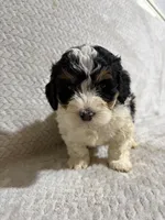 Andy, a male Miniature Bernedoodle for sale in Shipshewana, IN – Photo 2 of 8