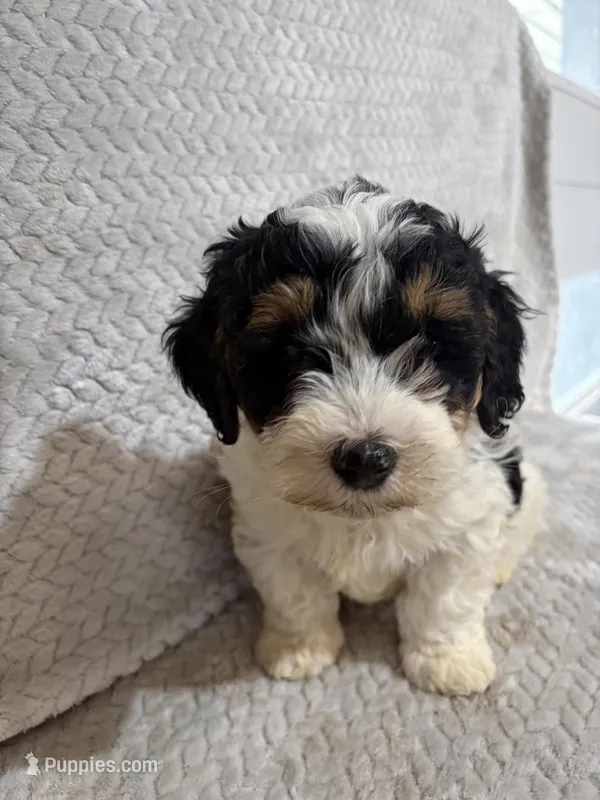 Andy – Miniature Bernedoodle puppy for sale in Shipshewana, IN