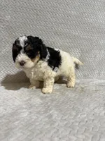 Andy, a male Miniature Bernedoodle for sale in Shipshewana, IN – Photo 5 of 8