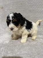 Andy, a male Miniature Bernedoodle for sale in Shipshewana, IN – Photo 8 of 8