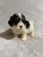 Andy, a male Miniature Bernedoodle for sale in Shipshewana, IN – Photo 4 of 8