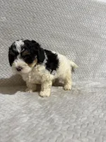 Andy, a male Miniature Bernedoodle for sale in Shipshewana, IN – Photo 7 of 8