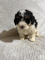 Andy, a male Miniature Bernedoodle for sale in Shipshewana, IN – Photo 1 of 8