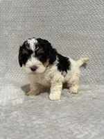 Andy, a male Miniature Bernedoodle for sale in Shipshewana, IN – Photo 6 of 8