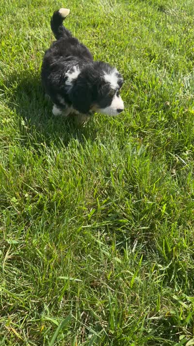 Skye, a female Miniature Bernedoodle for sale in Shipshewana, IN – 9 of 9