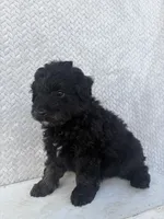 Chase, a male Miniature Aussiedoodle for sale in Shipshewana, IN – 4 of 9