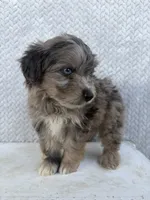 Charlie, a male Miniature Aussiedoodle for sale in Shipshewana, IN – 2 of 8