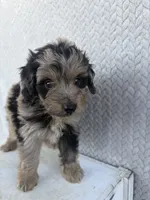 Cody, a male Miniature Aussiedoodle for sale in Shipshewana, IN – 1 of 8