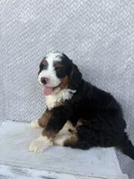 Spencer, a male Miniature Bernedoodle for sale in Shipshewana, IN – 5 of 8