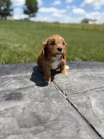 Teddy, a male Cavapoo for sale in Shipshewana, IN – 7 of 8