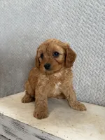 Mason, a male Cavapoo for sale in Shipshewana, IN – 7 of 9