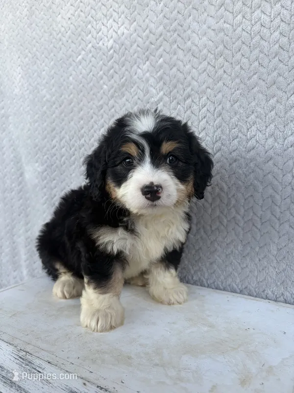 Skye – Miniature Bernedoodle puppy for sale in Shipshewana, IN