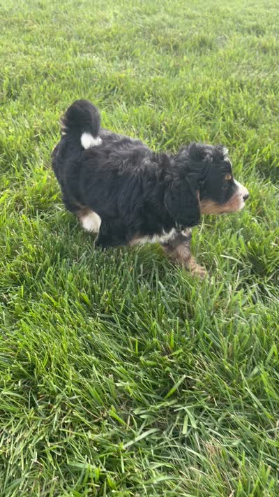 Shane, a male Miniature Bernedoodle for sale in Shipshewana, IN – 9 of 9