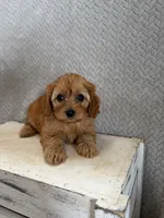 Macy, a female Cavapoo for sale in Shipshewana, IN – 5 of 9