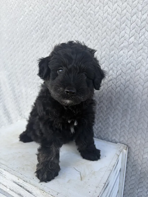 Chase – Miniature Aussiedoodle puppy for sale in Shipshewana, IN
