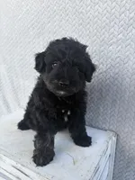 Chase, a male Miniature Aussiedoodle for sale in Shipshewana, IN – 1 of 9