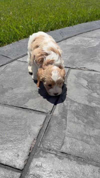 Toby, a male Cavapoo for sale in Shipshewana, IN – 8 of 8