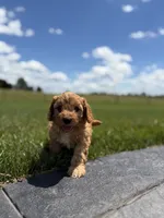 Tucker, a male Cavapoo for sale in Shipshewana, IN – 3 of 9