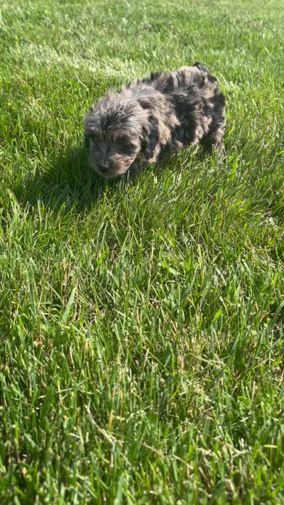 Clover, a female Miniature Aussiedoodle for sale in Shipshewana, IN – 10 of 10