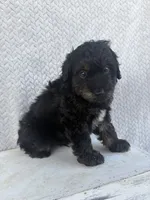 Casper, a male Miniature Aussiedoodle for sale in Shipshewana, IN – 3 of 8
