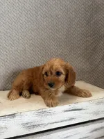 Maya, a female Cavapoo for sale in Shipshewana, IN – 8 of 9