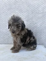 Clover, a female Miniature Aussiedoodle for sale in Shipshewana, IN – 3 of 10