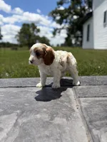 Theo, a male Cavapoo for sale in Shipshewana, IN – 5 of 9