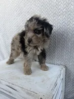 Cody, a male Miniature Aussiedoodle for sale in Shipshewana, IN – 5 of 8