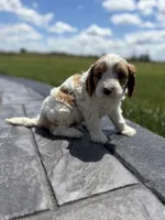 Theo, a male Cavapoo for sale in Shipshewana, IN – 3 of 9