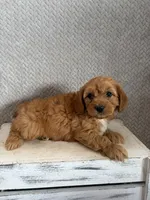 Milo, a male Cavapoo for sale in Shipshewana, IN – 3 of 8