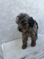 Clover, a female Miniature Aussiedoodle for sale in Shipshewana, IN – 8 of 10