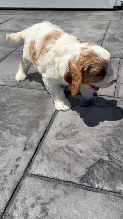 Theo, a male Cavapoo for sale in Shipshewana, IN – 9 of 9