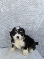 Skye, a female Miniature Bernedoodle for sale in Shipshewana, IN – 5 of 9