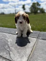 Theo, a male Cavapoo for sale in Shipshewana, IN – 4 of 9