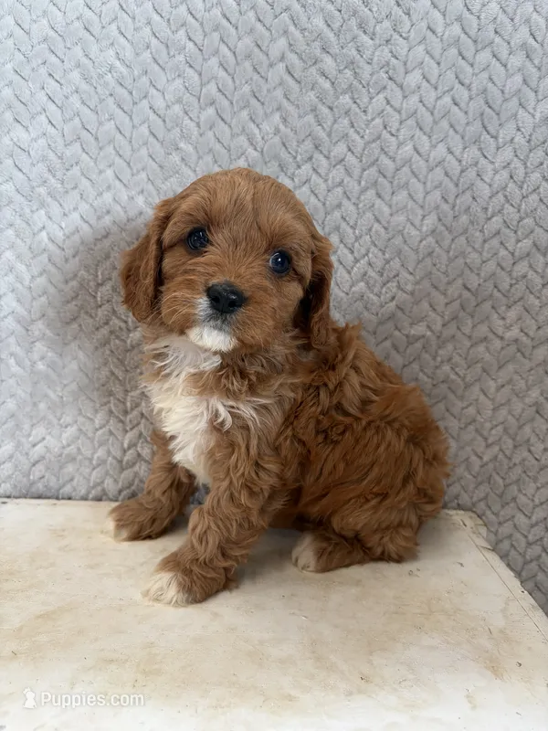 Maggie – Cavapoo puppy for sale in Shipshewana, IN