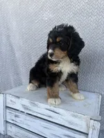 Stella, a female Miniature Bernedoodle for sale in Shipshewana, IN – 5 of 9