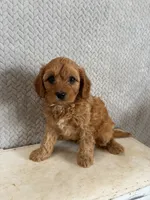 Mason, a male Cavapoo for sale in Shipshewana, IN – 8 of 9