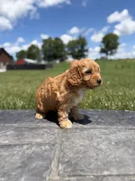 Tucker, a male Cavapoo for sale in Shipshewana, IN – 8 of 9