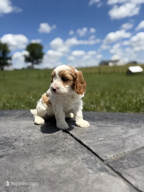 Theo – Cavapoo puppy for sale in Shipshewana, IN