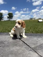 Theo, a male Cavapoo for sale in Shipshewana, IN – 1 of 9