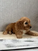 Maya, a female Cavapoo for sale in Shipshewana, IN – 5 of 9